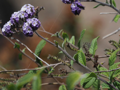 Heliotropium arborescens