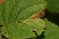Orchestes mixtus