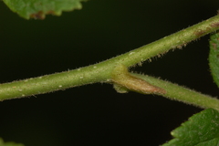 Orchestes mixtus