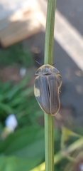 Aspisoma hesperum