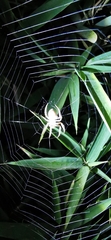 Eriophora edax