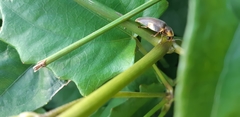 Aspisoma hesperum
