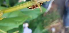 Aspisoma hesperum