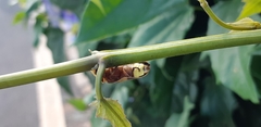 Aspisoma hesperum