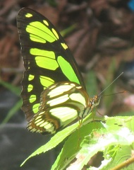 Philaethria dido