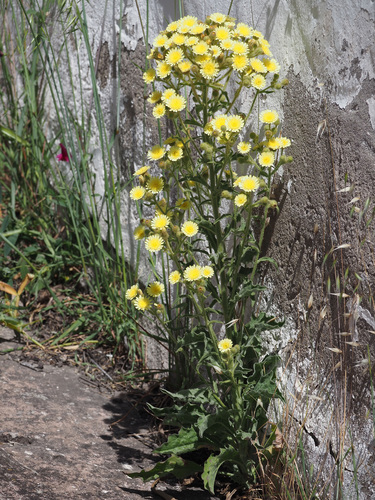 Andryala integrifolia image