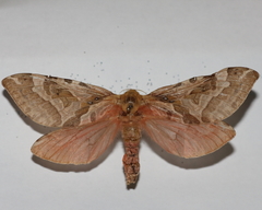 Sthenopis purpurascens