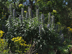 Echium callithyrsum image