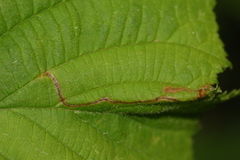 Orchestes mixtus