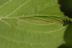 Orchestes mixtus