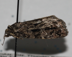 Protodeltote muscosula