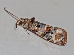 Lobesia botrana
