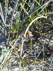 Cladoraphis cyperoides