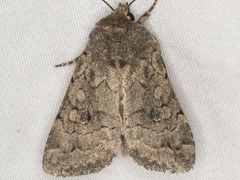 Nudorthodes texana