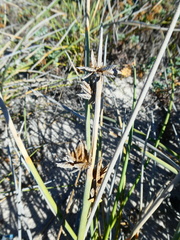 Cladoraphis cyperoides