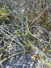 Cladoraphis cyperoides