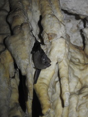 Peropteryx macrotis