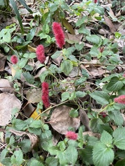 Acalypha pendula