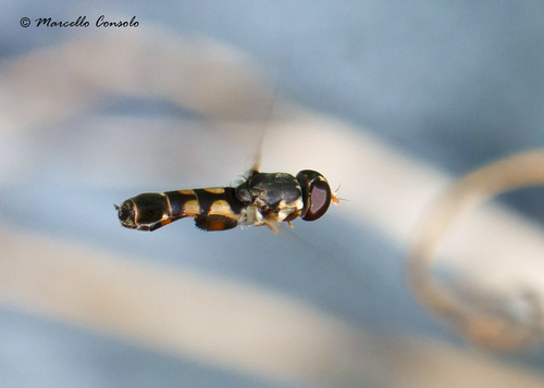 Thick-legged Hover Fly, photo 5 of 10