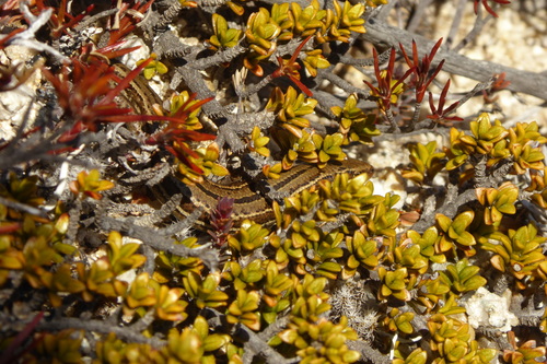 Oligosoma repens