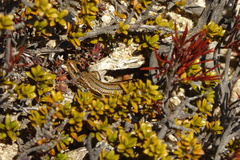 Eyres Skink photo 4