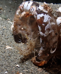 Paracrangon echinata