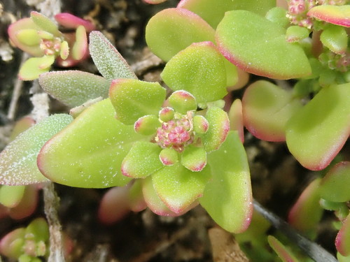 Chenopodium rubrum iNat (3)