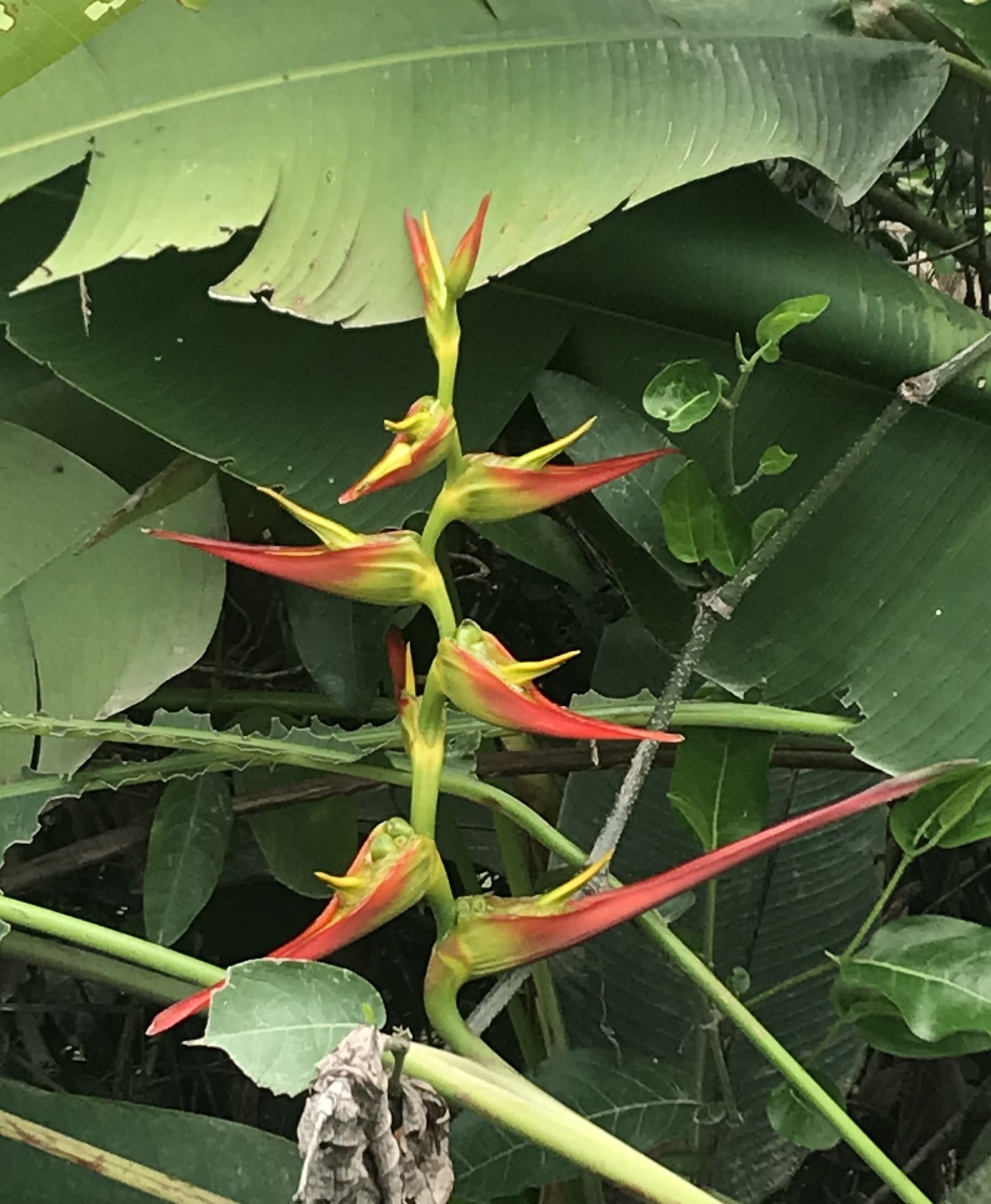 Ave del Paraiso (Heliconia latispatha) · iNaturalist Panamá