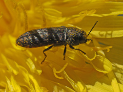 Acmaeodera cisti