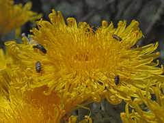 Acmaeodera cisti