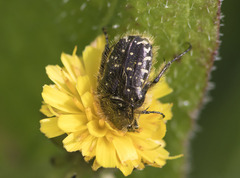 Oxythyrea funesta