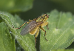 Diptera