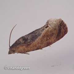 Cryptophlebia ombrodelta