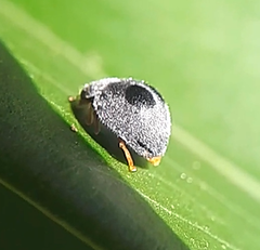 Azya luteipes