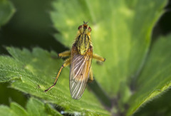 Diptera