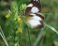 Appias epaphia contracta