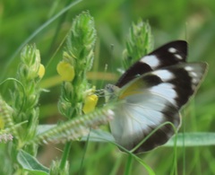 Appias epaphia contracta