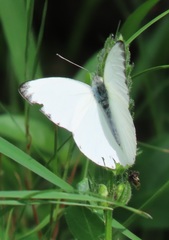 Appias epaphia contracta