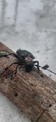 Polyrhaphis