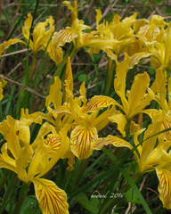 Iris innominata