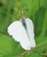 Appias epaphia contracta