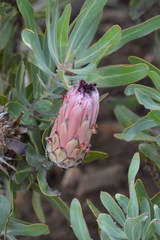 Protea burchellii × laurifolia