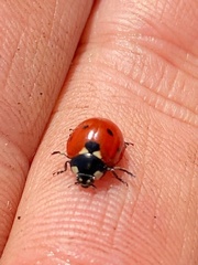 Coccinella septempunctata