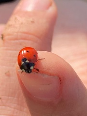 Coccinella septempunctata