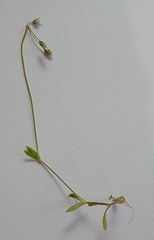 Holosteum umbellatum