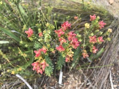 Penaea cneorum cneorum