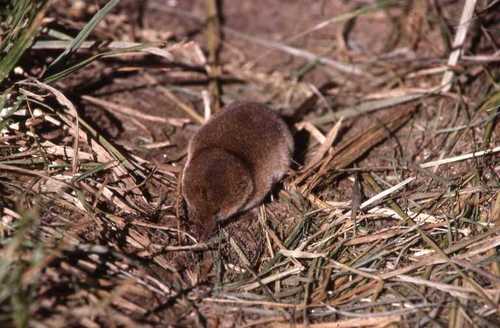 Crowned Shrew
