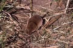 Millet's Shrew photo 3