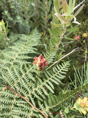 Penaea cneorum cneorum