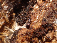 Sepedophilus cinctulus